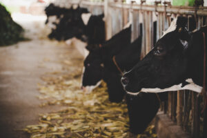 Cattle in a ranch