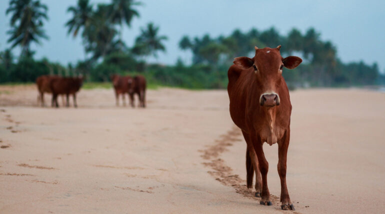 Cattle walking