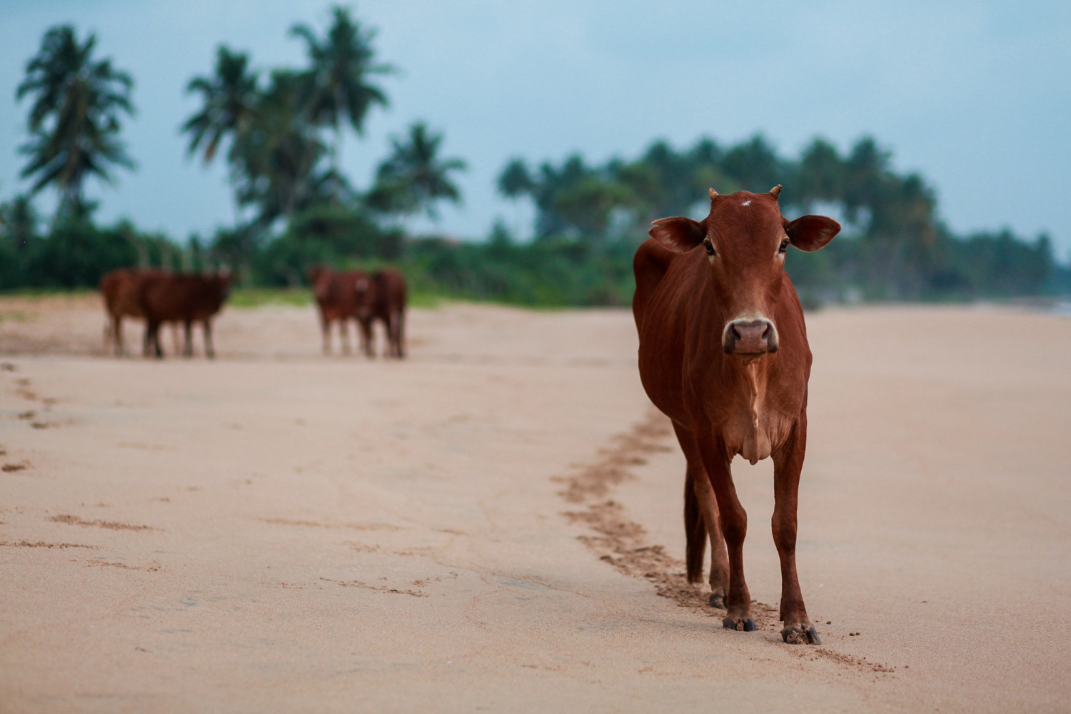 Cattle walking