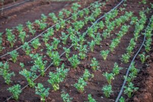 Drip Irrigation